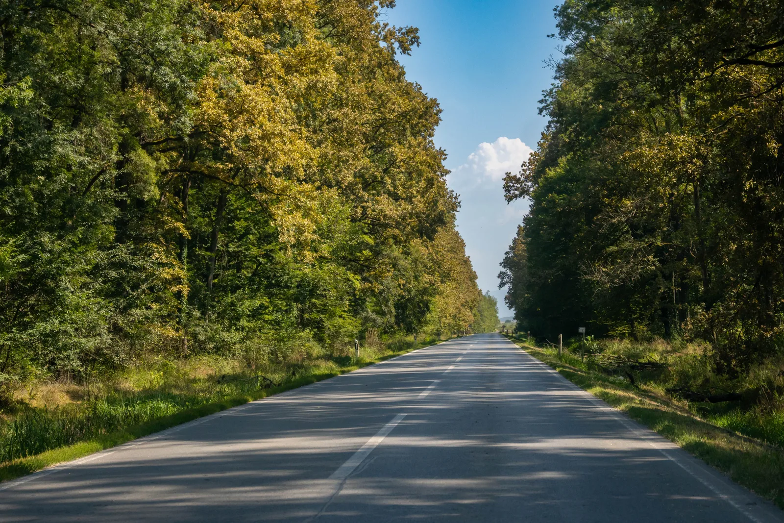 Een verharde weg die kaarsrecht door dicht bos loopt